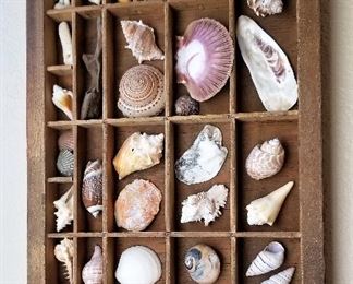 Collection of shells