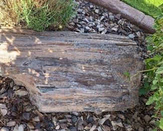 Petrified Wood