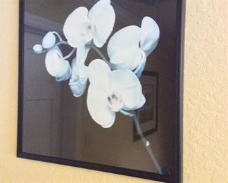 Orchid, 27" x 27".