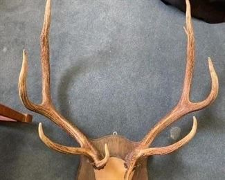 Deer Antler mount