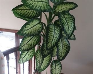 Plants looking for a new home.