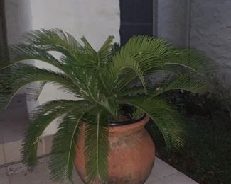 $150 PALM IN TERRA COTTA POT