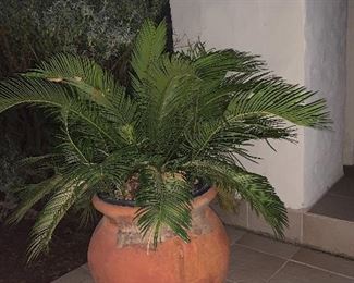 $150 SEGO PALM IN TERRA COTTA POT