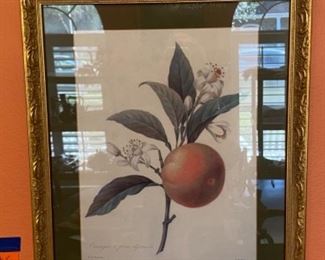 #10Redoute Fruit Prints (2)    $70
