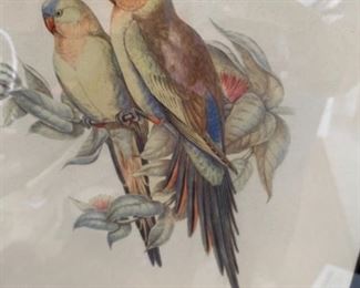 #62J.Gould Parrot Prints (2)  $60