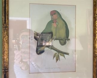 #118 Parrot Prints (2)  $70