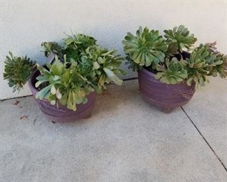 Succulents $30.00 each