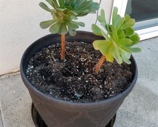 Succulents $20.00