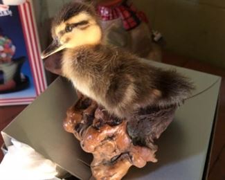 taxidermy duckling