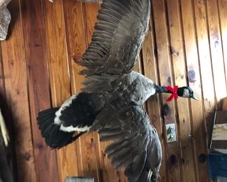 taxidermy goose