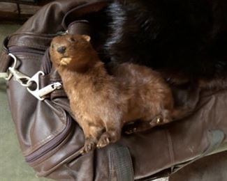 fisher taxidermy