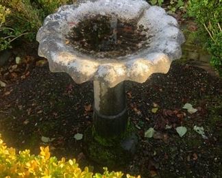 Bird Bath 