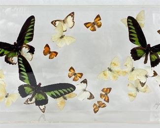 Framed 3D Butterfly Art Artist Signed