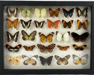 Framed Butterfly & Moth Specimens Art 16"x12 1/2"