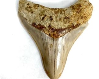  4" Megalodon Tooth