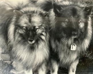 Photograph of Keeshond Dogs Artwork