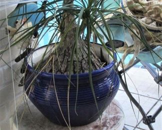 Nora cobalt blue pot