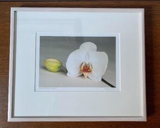 $75; Framed botanical photograph "White Phalaenopsis" by Amy Lamb (Bethesda, Md) pencil signed and dated; 15" x 18".