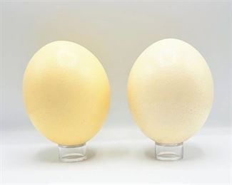 2 Ostrich Eggs