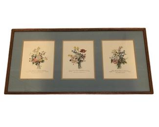 Framed Botanical Prints