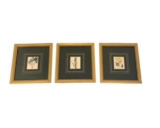 Framed Botanical Prints