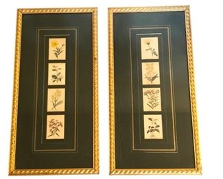 Framed Botanical Prints