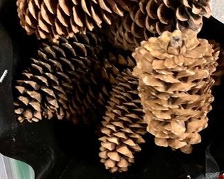 Giant Redwood Pine Cones