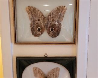 Pair of mounted giant moths