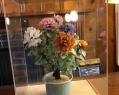 large Jade tree in case