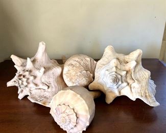 $20 4 large conch shells 