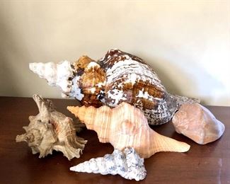 $30 group of shells 