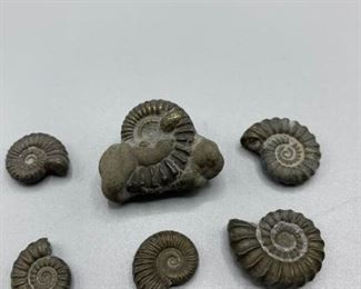 Collection of Small Ammonites