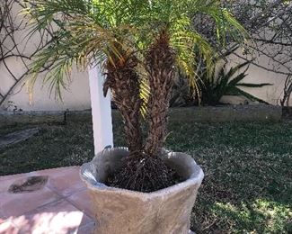 $125  Concrete planter with large plant.  Height 17" not including plant.  