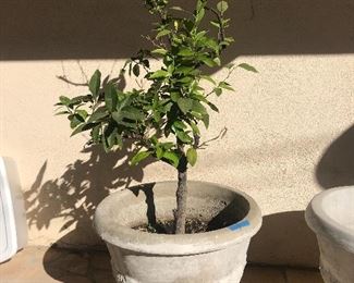 $140  Concrete planter with lemon tree. 21"x24" dimensions of planter only.  