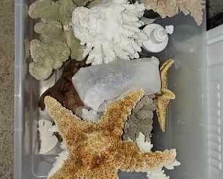 coral, starfish etc