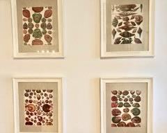 59. Set of 4 Framed Prints of Seashells (13" x 16")