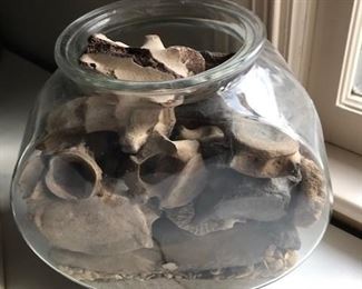 Large selection of rock, shells, fossils and shark's teeth.