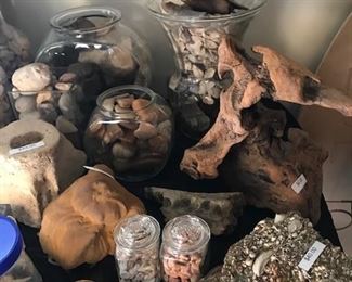 Shark teeth, Shark vertebrae, Whale vertebrae, Dolphin ear bones, Whale ear bones, Ray dental plates and Sand dollars.
