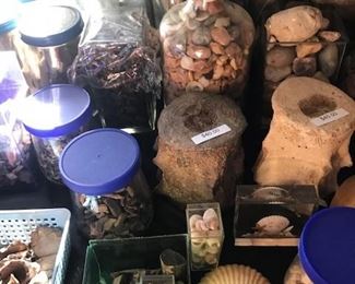 Shark teeth, Shark vertebrae, Whale vertebrae, Dolphin ear bones, Whale ear bones, Ray dental plates and Sand dollars.