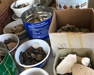 Shark teeth, Shark vertebrae, Whale vertebrae, Dolphin ear bones, Whale ear bones, Ray dental plates and Sand dollars.