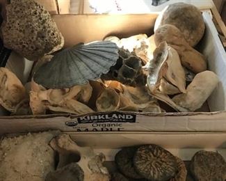 Shark teeth, Shark vertebrae, Whale vertebrae, Dolphin ear bones, Whale ear bones, Ray dental plates and Sand dollars.