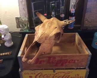 cow skull