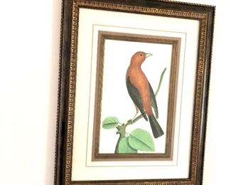 $40 - Framed bird print - 15" W x 18.5" H. 