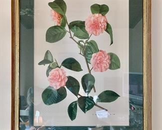 $40 - Framed botanical.  17.5" W x 21.5" H. 
