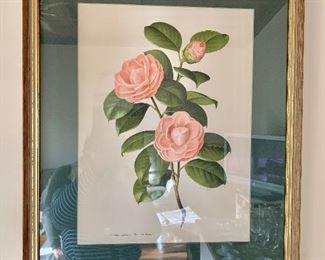 $40 - Framed botanical.  17.5" W x 21.5" W. 