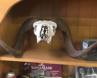 Euro-mount ram skull & horns! pretty large