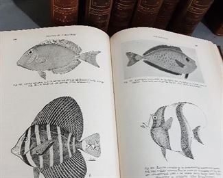Set of Antique Zoology Books
