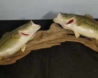 Double Fish Mount
