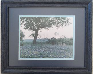 Dan Richards, Wimberley Texas Photographer, Signed Texas Bluebonnets Photograph (16’ x 13’)