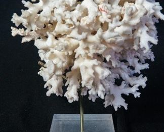 Vintage Real Coral mounted LARGE spectacular